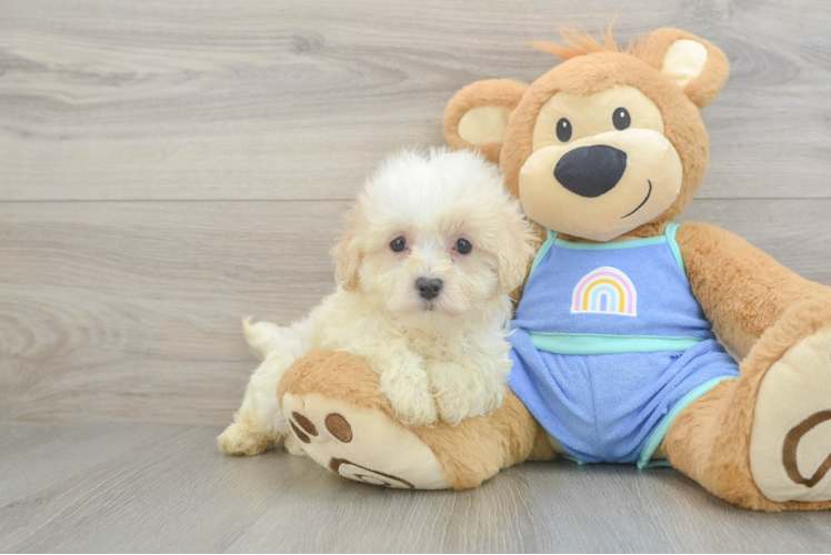 Best Maltipoo Baby