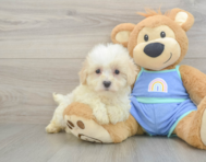 8 week old Maltipoo Puppy For Sale - Simply Southern Pups