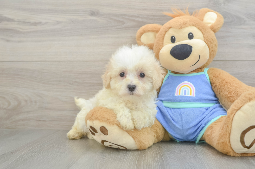 8 week old Maltipoo Puppy For Sale - Simply Southern Pups