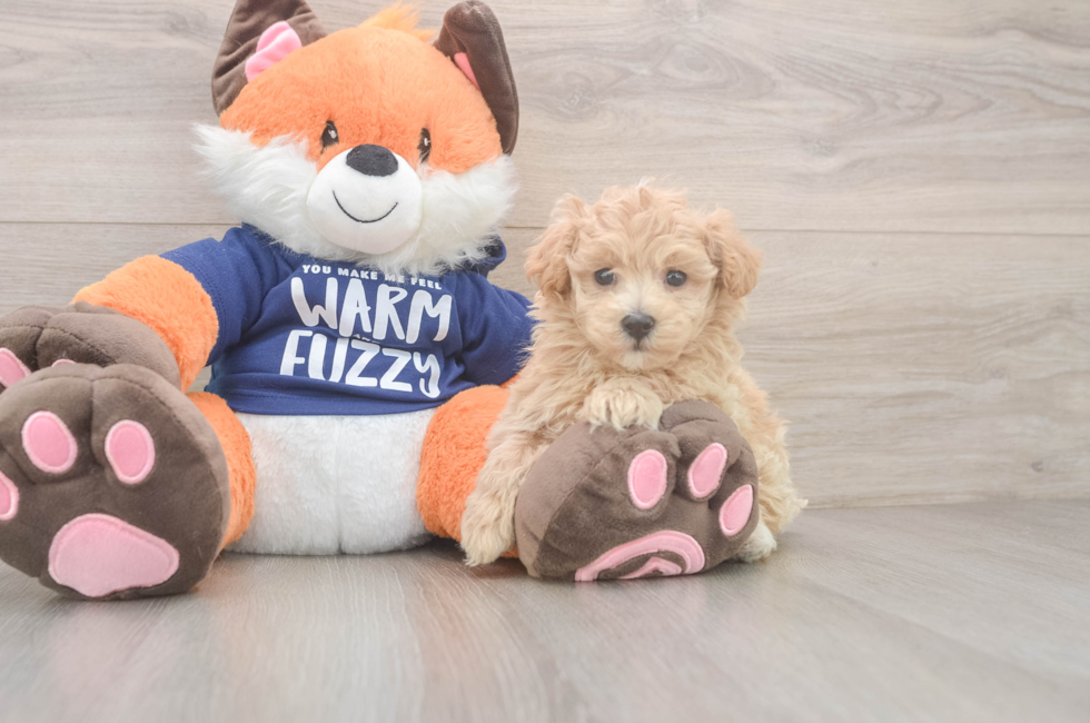 7 week old Maltipoo Puppy For Sale - Simply Southern Pups