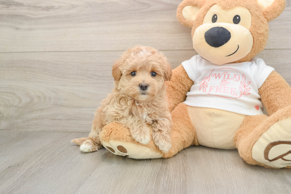Maltipoo Pup Being Cute