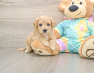 7 week old Maltipoo Puppy For Sale - Simply Southern Pups