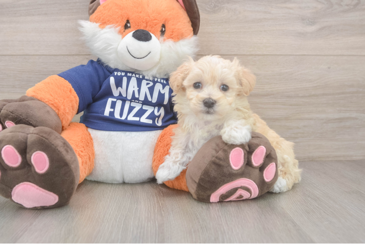 Sweet Maltipoo Baby