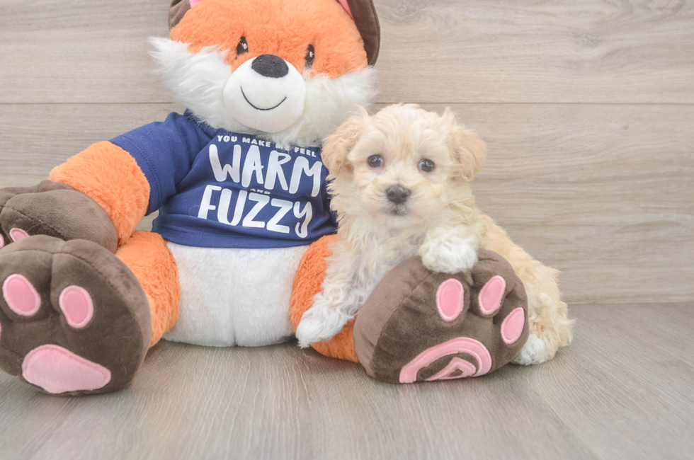 7 week old Maltipoo Puppy For Sale - Simply Southern Pups
