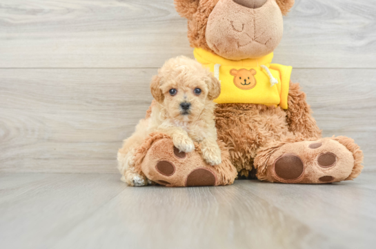 Maltipoo Pup Being Cute