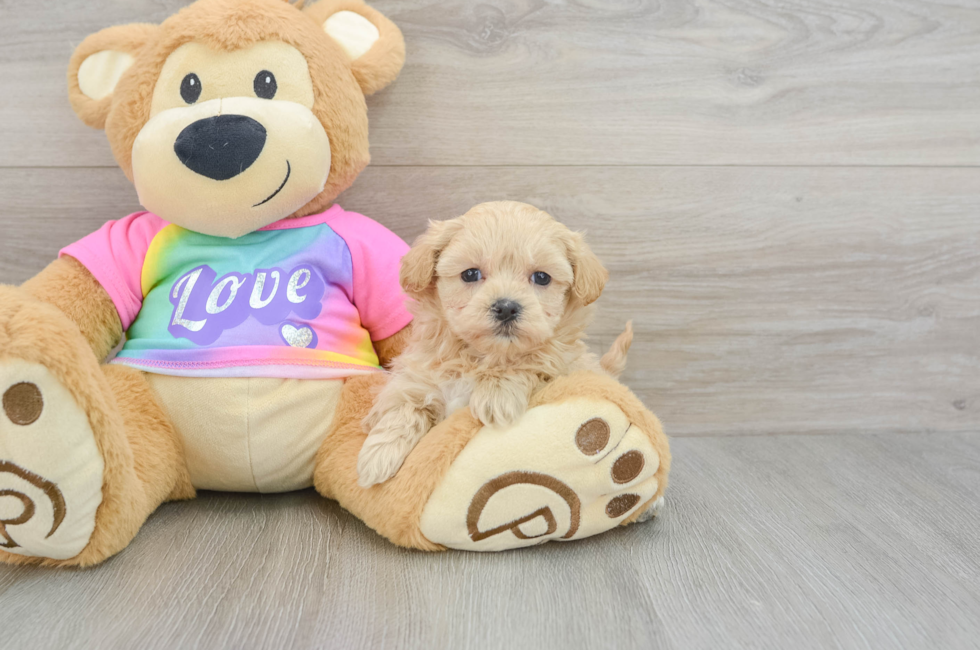 6 week old Maltipoo Puppy For Sale - Simply Southern Pups