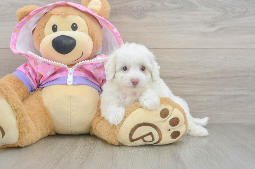 7 week old Maltipoo Puppy For Sale - Simply Southern Pups