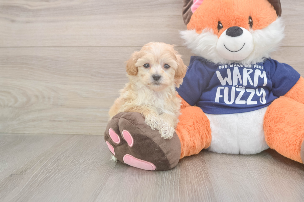 7 week old Maltipoo Puppy For Sale - Simply Southern Pups