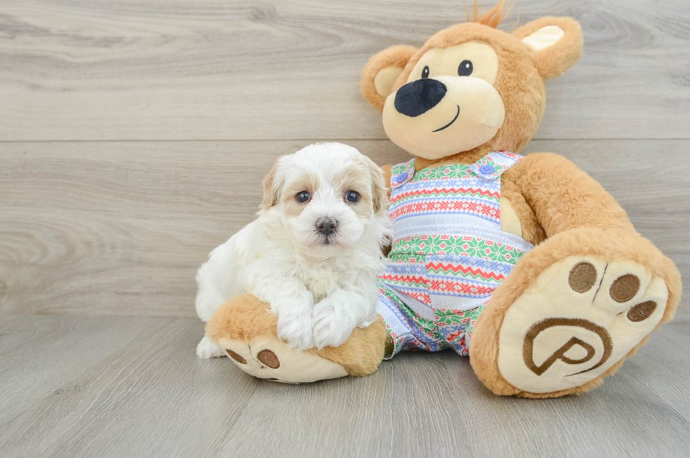 5 week old Maltipoo Puppy For Sale - Simply Southern Pups