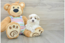 Popular Maltipoo Poodle Mix Pup