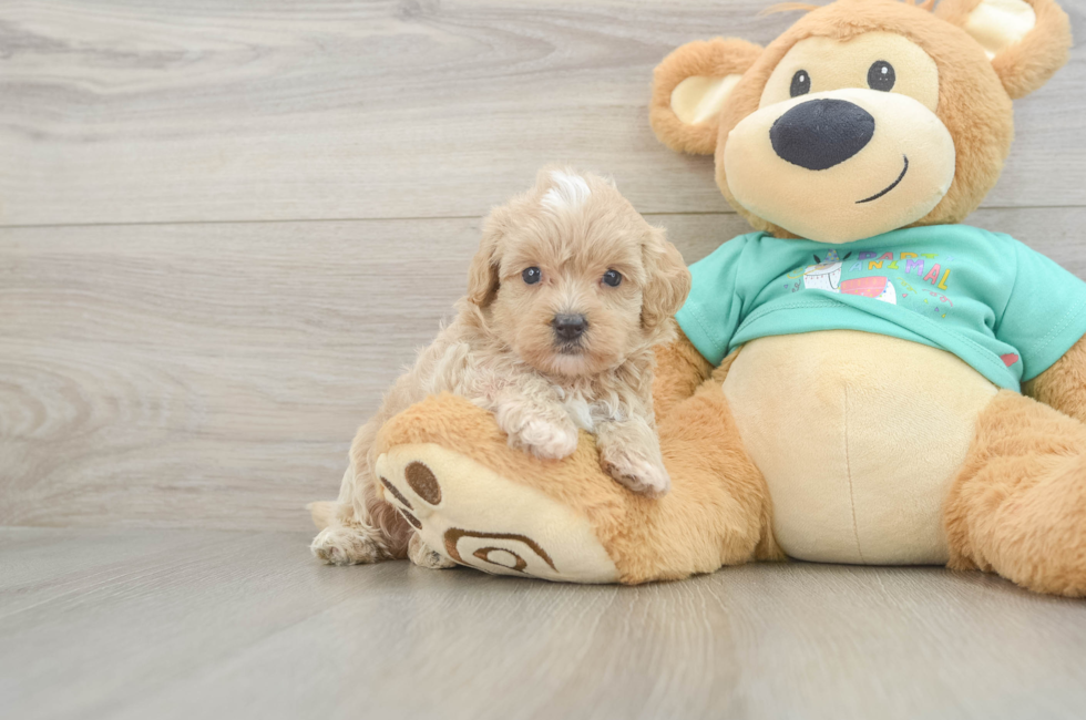 6 week old Maltipoo Puppy For Sale - Simply Southern Pups