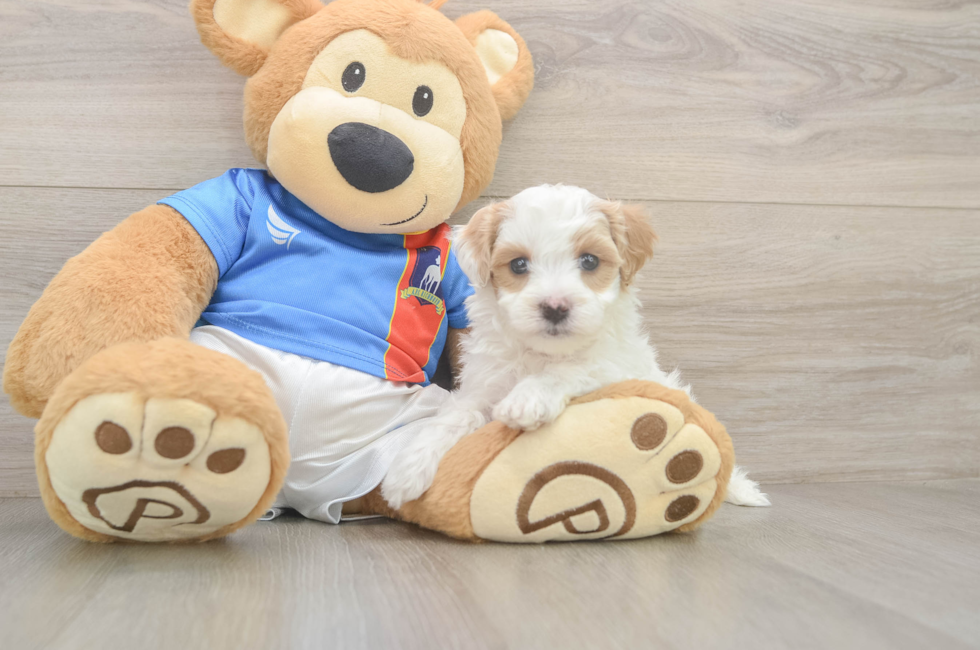 5 week old Maltipoo Puppy For Sale - Simply Southern Pups