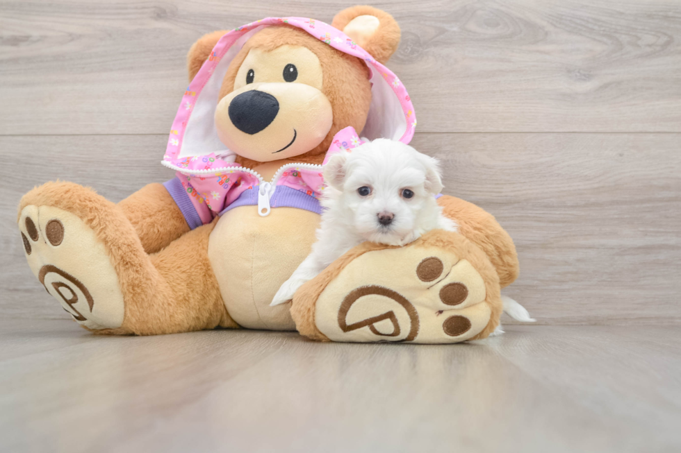 Best Maltipoo Baby