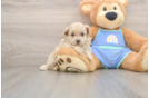 Little Multipoo Poodle Mix Puppy