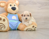 6 week old Maltipoo Puppy For Sale - Simply Southern Pups