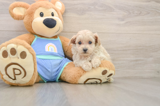 Energetic Malt Oodle Poodle Mix Puppy