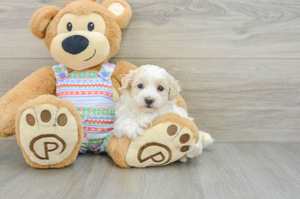 5 week old Maltipoo Puppy For Sale - Simply Southern Pups