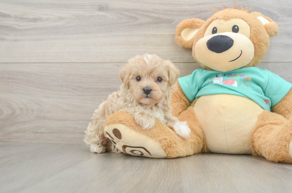 6 week old Maltipoo Puppy For Sale - Simply Southern Pups