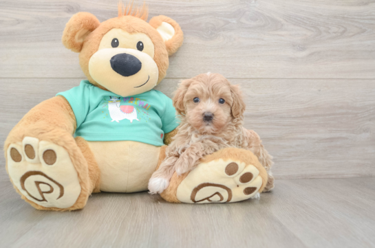 Maltipoo Puppy for Adoption