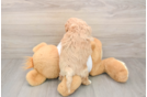 Hypoallergenic Maltidoodle Poodle Mix Puppy