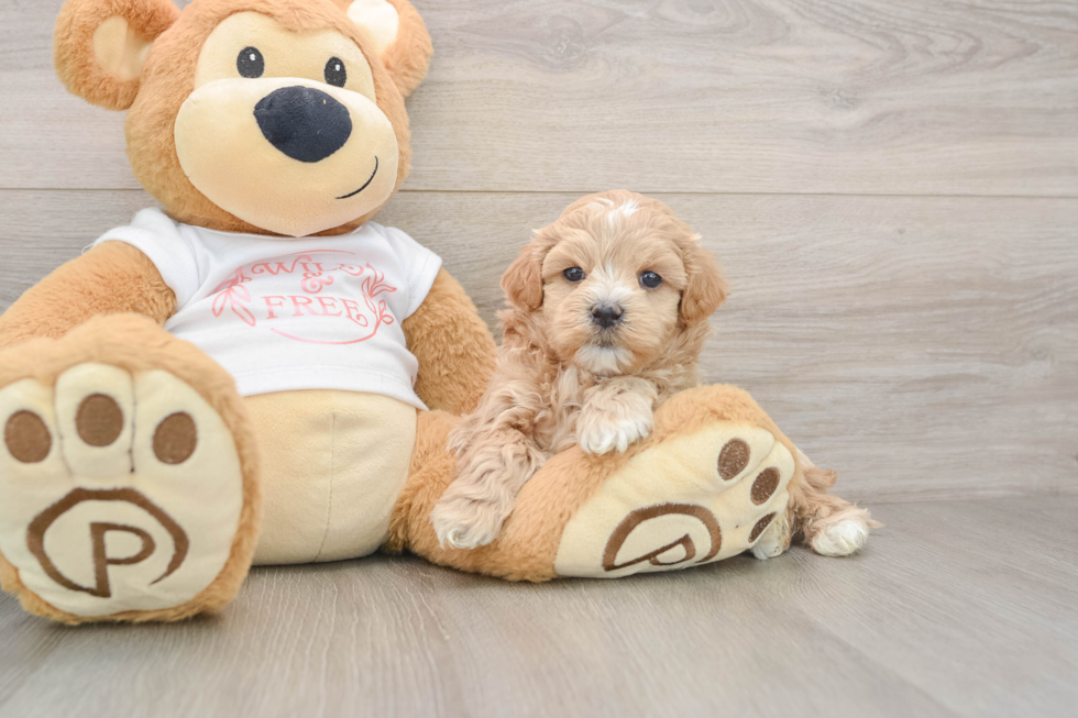 Adorable Maltese Poodle Poodle Mix Puppy