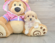 8 week old Maltipoo Puppy For Sale - Simply Southern Pups