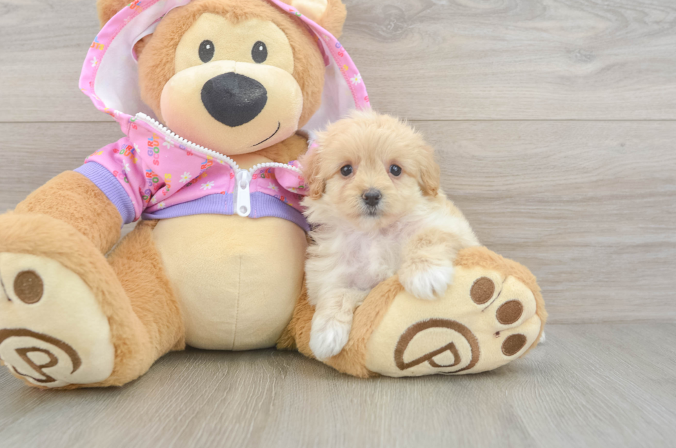 7 week old Maltipoo Puppy For Sale - Simply Southern Pups