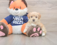 9 week old Maltipoo Puppy For Sale - Simply Southern Pups
