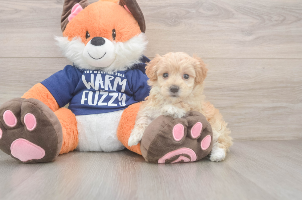 7 week old Maltipoo Puppy For Sale - Simply Southern Pups