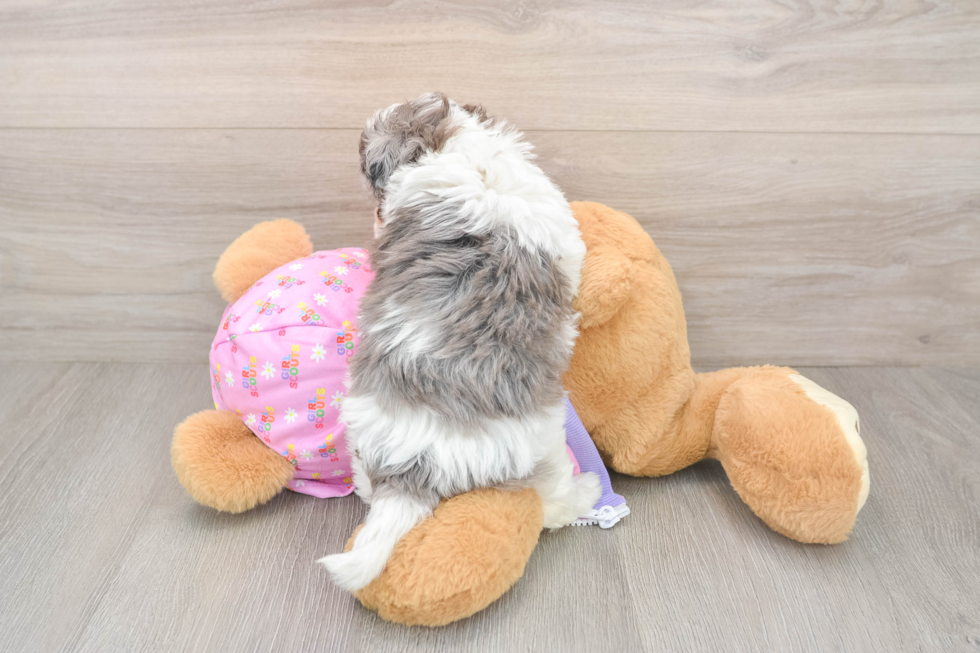 Maltipoo Puppy for Adoption