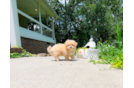 Best Maltipoo Baby
