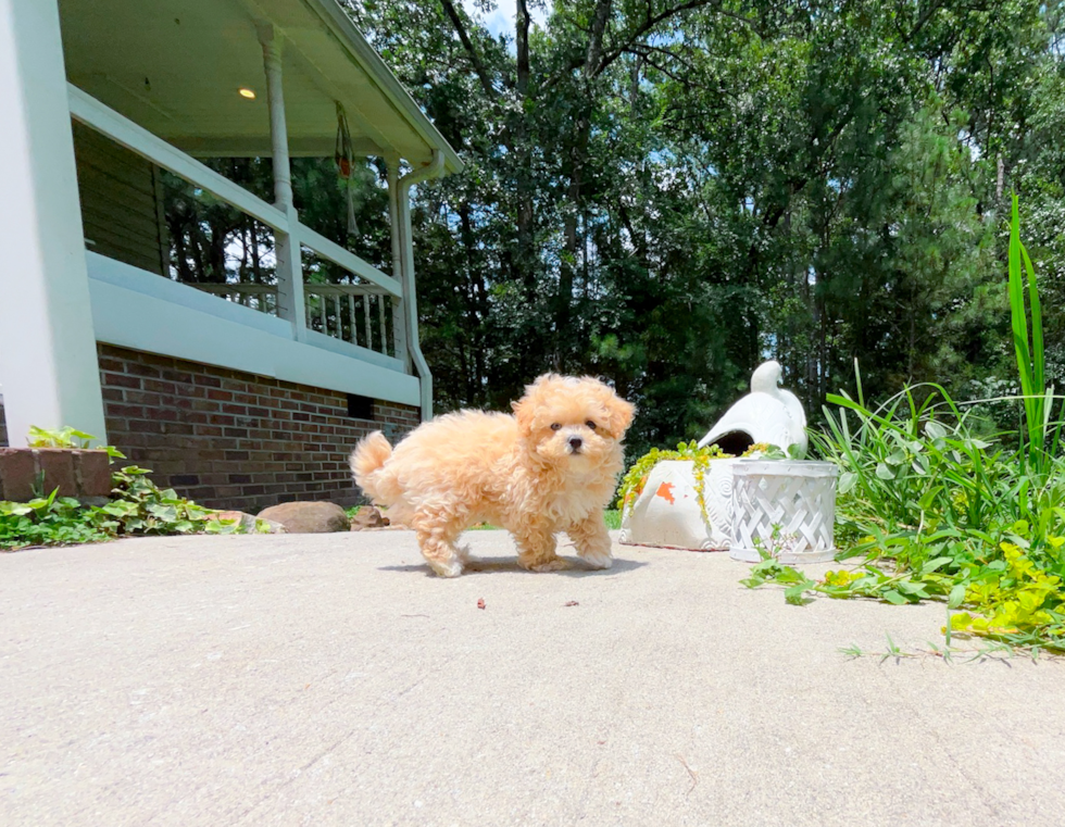 Best Maltipoo Baby