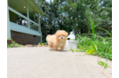 Cute Maltipoo Poodle Mix Pup