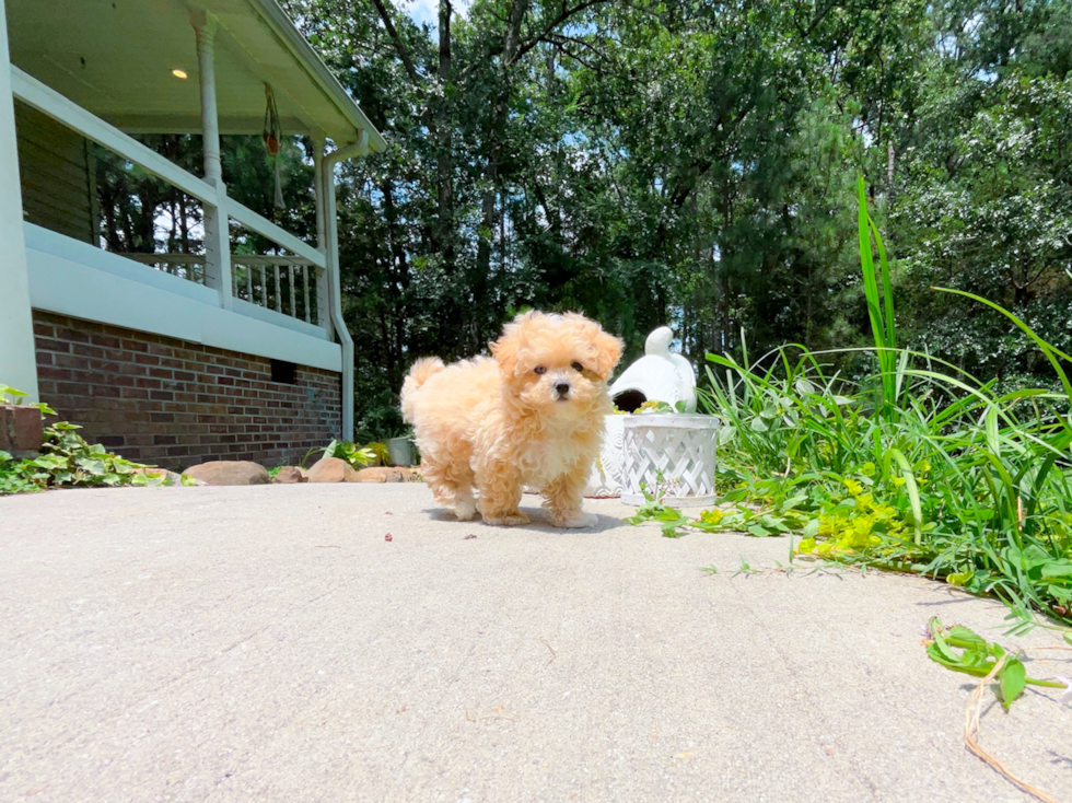 Cute Maltipoo Poodle Mix Pup