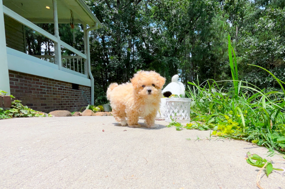 10 week old Maltipoo Puppy For Sale - Simply Southern Pups