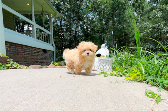 Cute Maltipoo Poodle Mix Pup