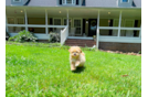 Maltipoo Puppy for Adoption