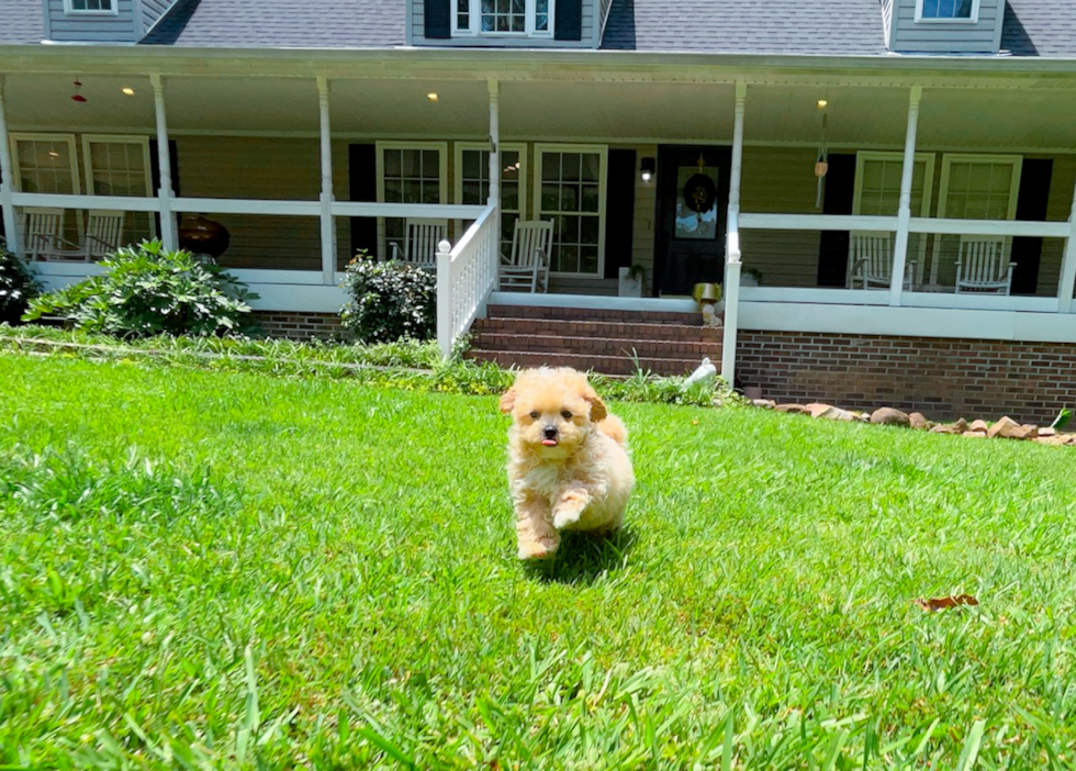 Maltipoo Puppy for Adoption
