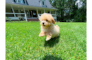 Maltipoo Pup Being Cute