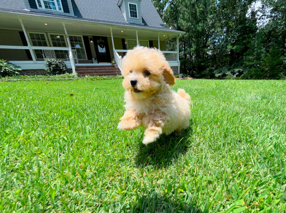 Maltipoo Pup Being Cute