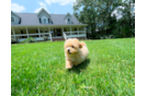 Cute Maltipoo Baby