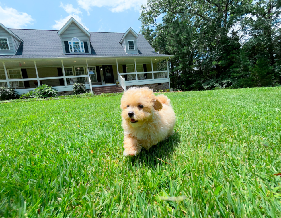 Cute Maltipoo Baby