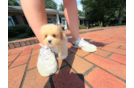 Cute Maltipoo Baby
