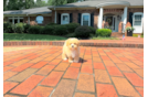 Maltipoo Puppy for Adoption