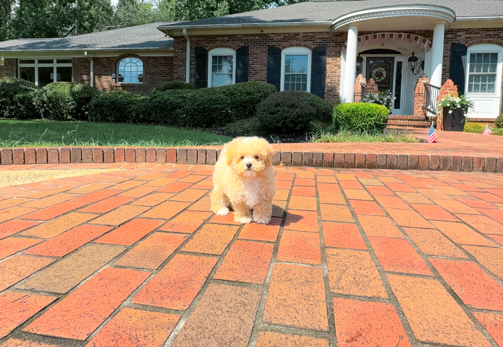 Maltipoo Puppy for Adoption