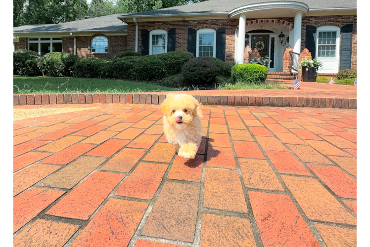Cute Maltipoo Baby