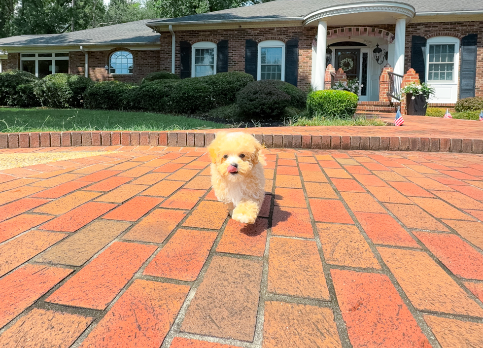 Cute Maltipoo Baby
