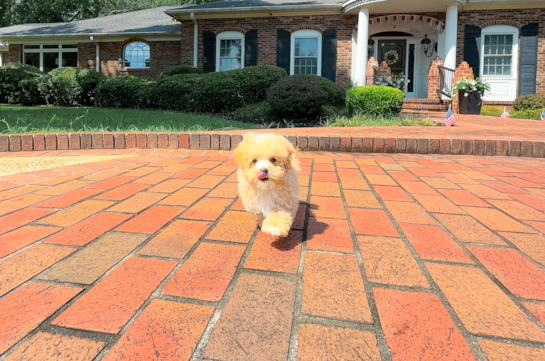 Cute Maltipoo Baby