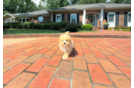 Cute Maltipoo Poodle Mix Pup