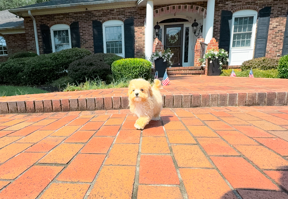 Cute Malt a Poo Poodle Mix Puppy